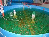 GUATEMALA: CRIADERO DE TILAPIAS UTILIZA ENERGÍA SOLAR.