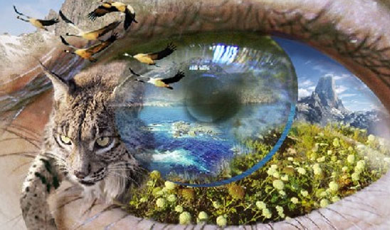 ENERGÍA RENOVABLE, OJO HACIA AL FUTURO