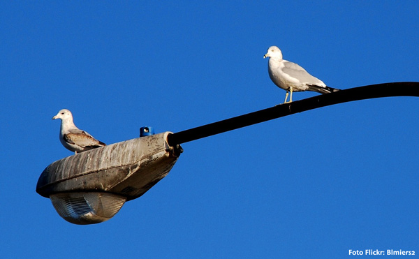 ILUMINACIÓN AMIGABLE CON LAS AVES