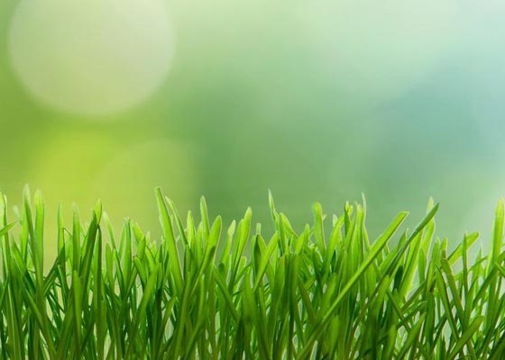 2 DE FEBRERO: JORNADA