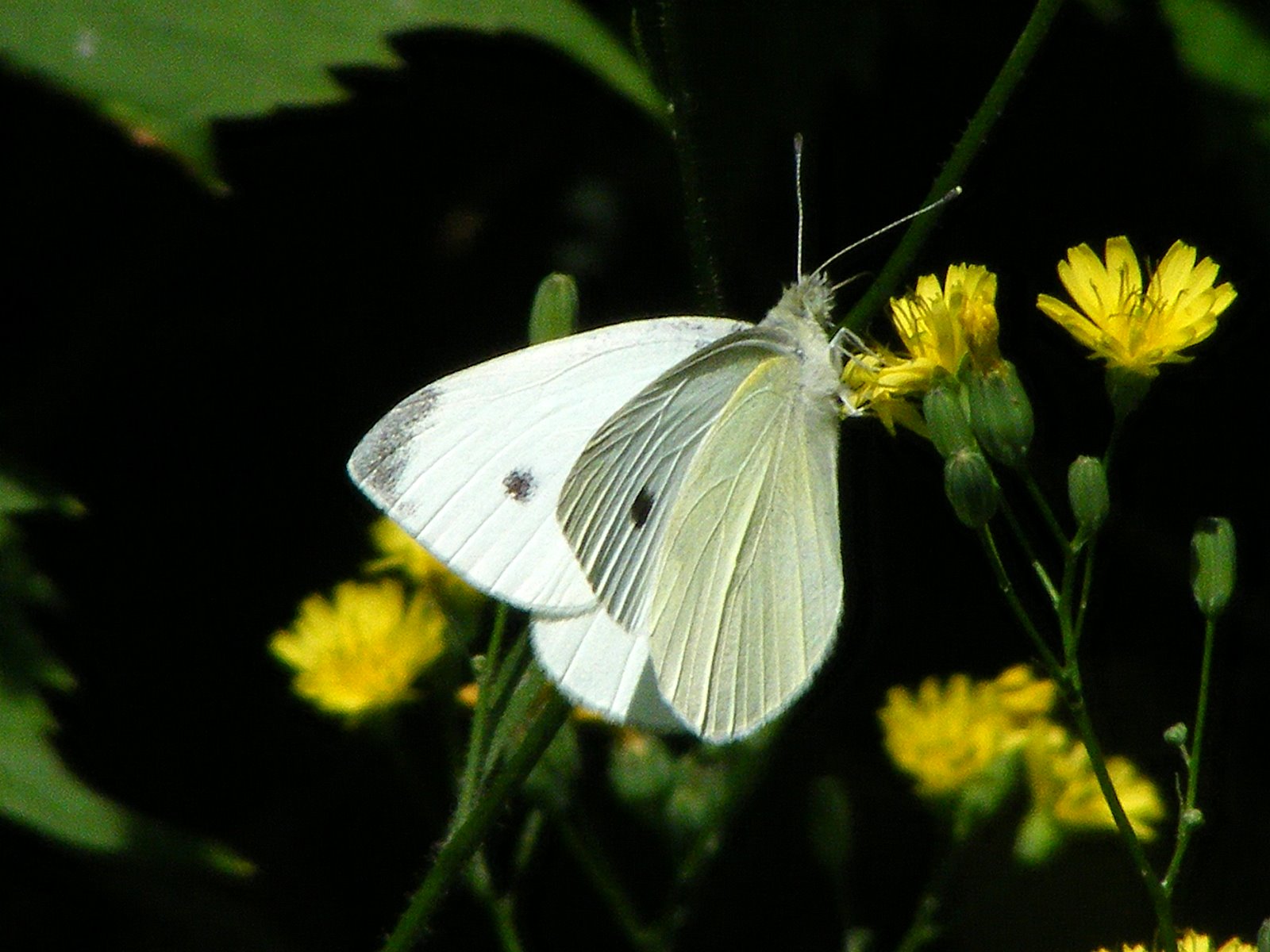 LAS MARIPOSAS, CLAVE PARA LA EFICIENCIA DE LA ENERGÍA SOLAR