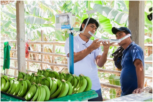 SE DESARROLLAN EN PERÚ BALANZAS COMPACTAS ALIMENTADAS CON ENERGÍA SOLAR PARA EL PESAJE DE BANANOS / PLÁTANOS.