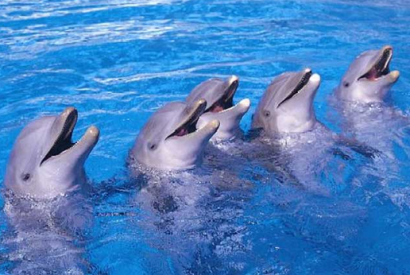 EL AQUARIUM DEL ZOO DE MADRID SE RENUEVA PARA CONSUMIR LA MITAD DE ENERGÍA