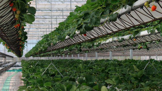 ESTA GRANJA CULTIVA VEGETALES UTILIZANDO AGUA DE MAR Y ENERGÍA SOLAR