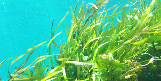 Internacional: Algas; Paneles solares naturales