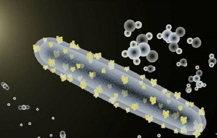 Descubre la bacteria para producir combustible solar