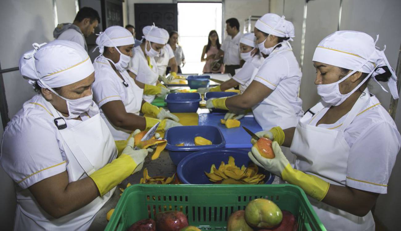 En el Tolima, mujeres deshidratan frutas con energía solar