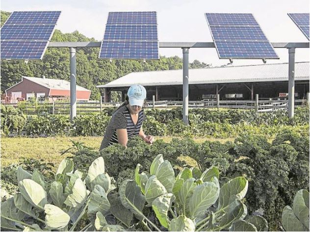 Agricultura y energía solar: una combinación probada para el campo