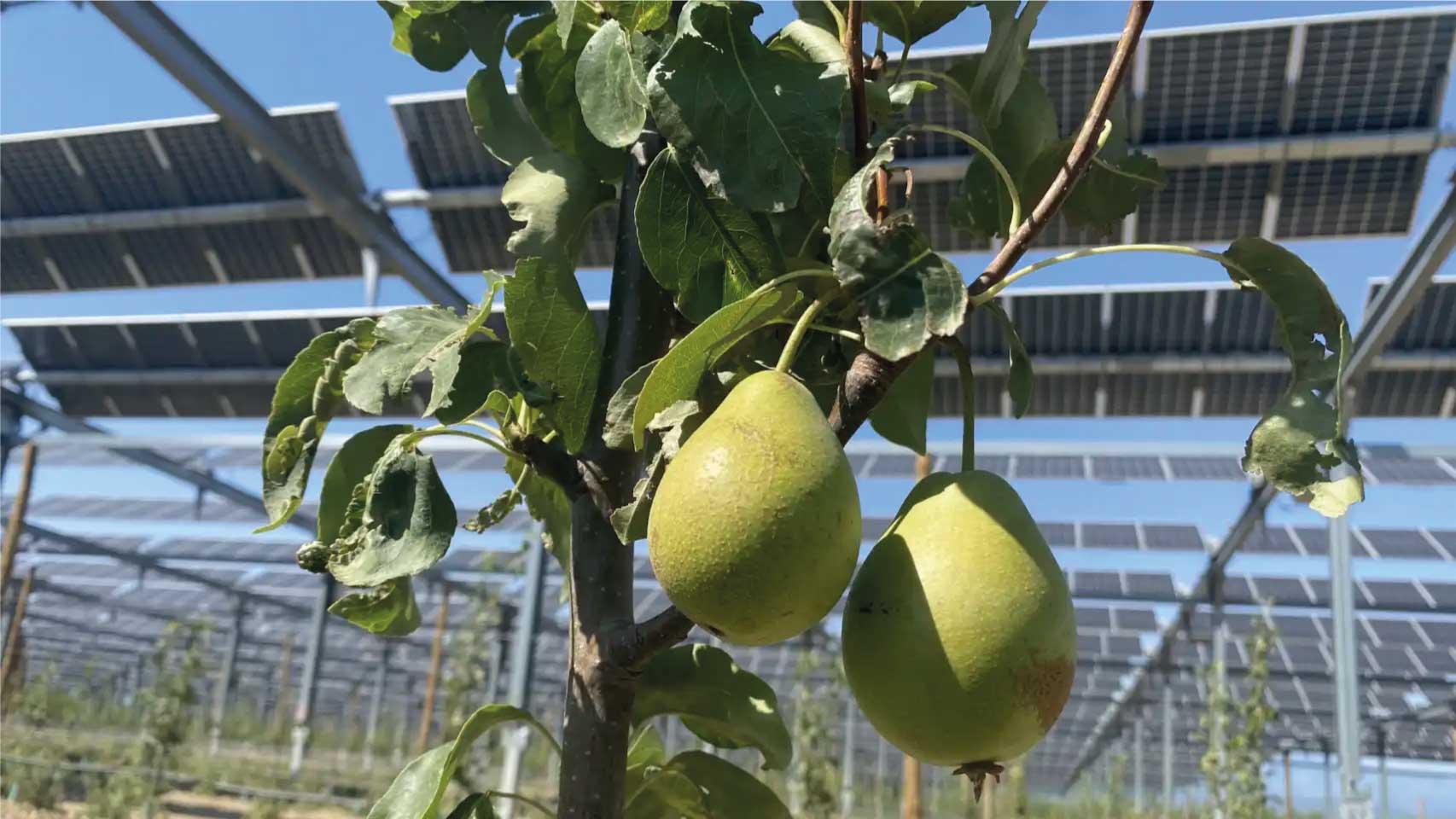 El ingenioso panel solar que revolucionará el campo: luz barata y protege los cultivos