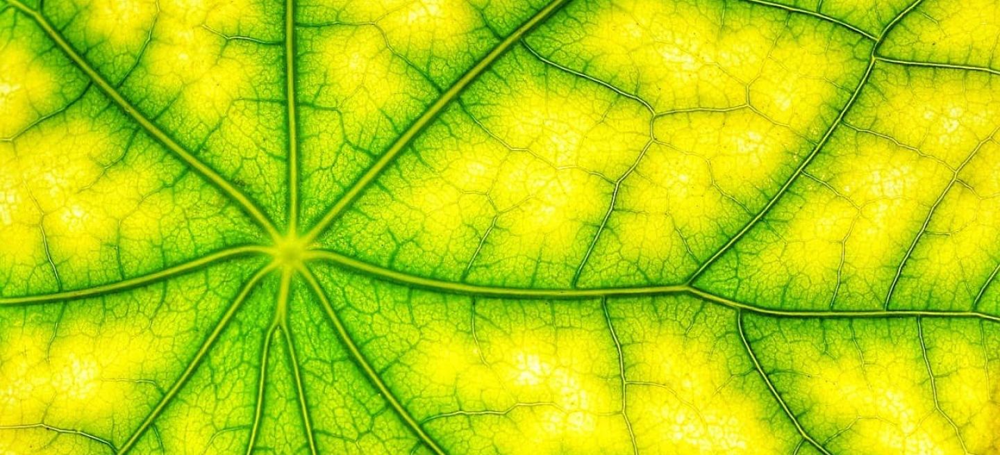 Hojas artificiales que hacen la fotosíntesis y convierten agua y CO2 en "gasolina" limpia para coches de combustión