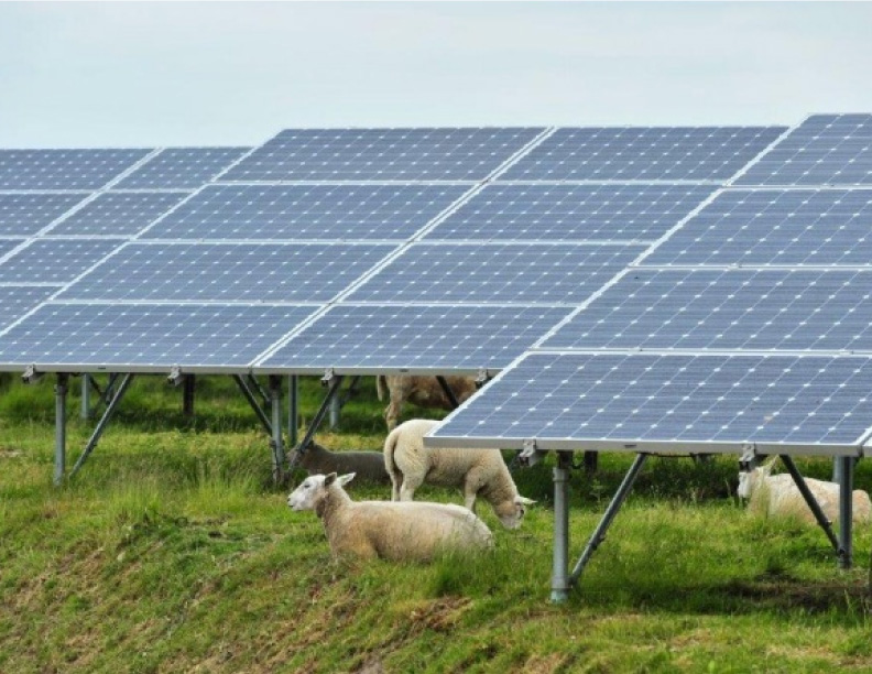 Agrivoltaicos: La sinfonía de la energía solar y la agricultura sostenible