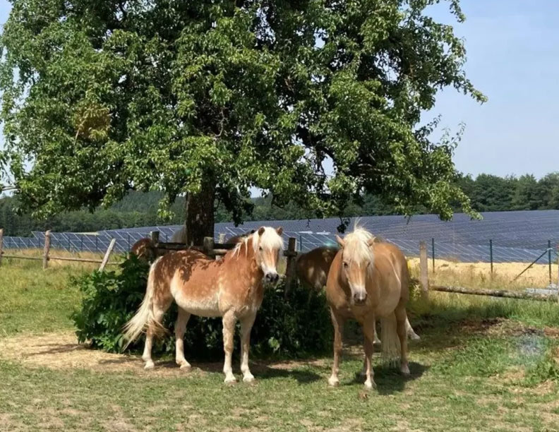 Paneles solares y baterías para hacer aún más sostenible una granja ecológica