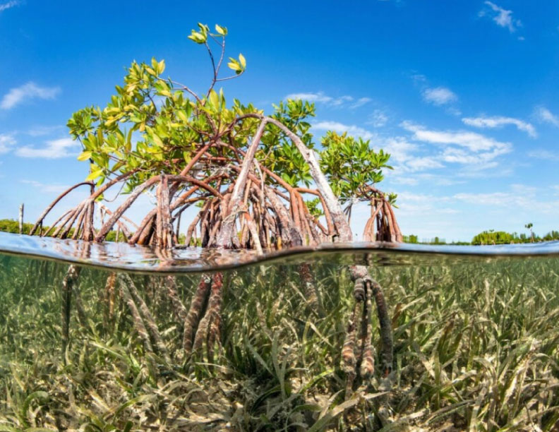 Seis maneras en las que los océanos podrían absorber emisiones de CO2