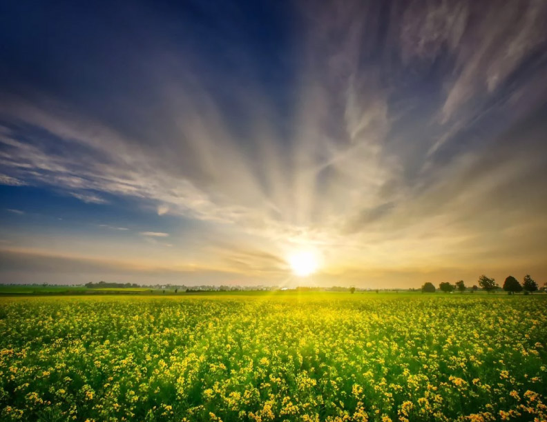 Agricultura solar: La clave para una agricultura sostenible en la era del cambio climático