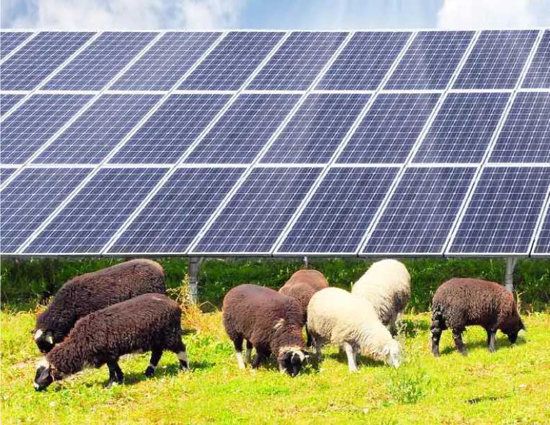 La Granja Solar más grande de Australia alcanza su máximo rendimiento, ahora será el hogar de 6.000 ovejas merinas