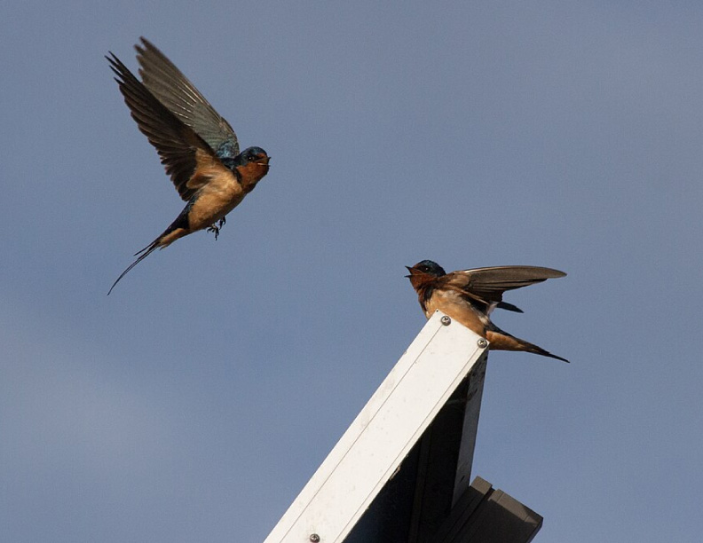 La energía solar a escala de servicios públicos contribuye a la diversidad de aves