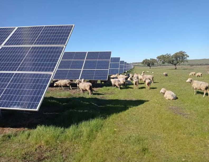 Impacto de la energía solar en los ecosistemas