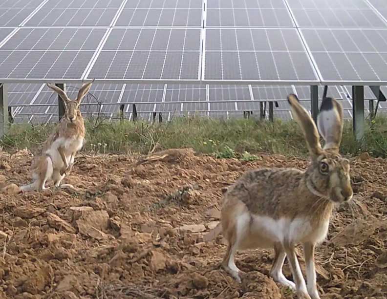 Plantas fotovoltaicas y biodiversidad, una convivencia -muy aprovechable- para el planeta