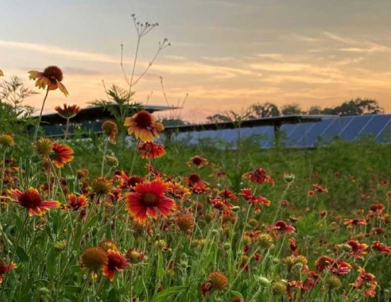 Proyecto agrivoltaico de Illinois permitido con éxito, a pesar del desafío local