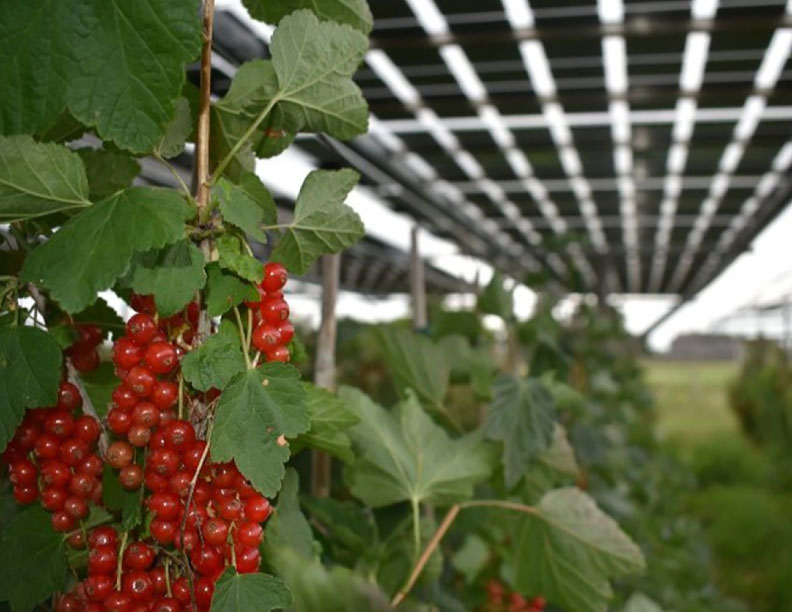 Desarrollan un método para combinar la producción agrícola con la fotovoltaica