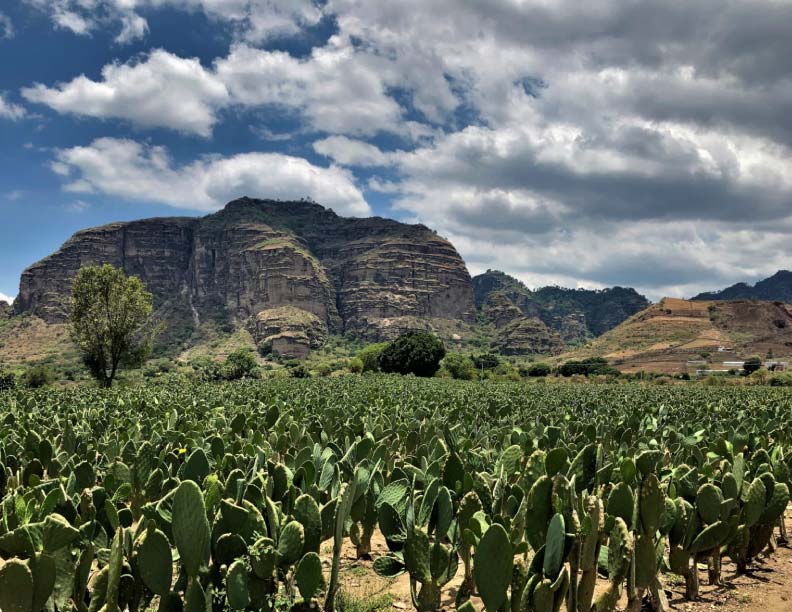 Agrovoltaica: el mercado emergente en la intersección de la agricultura y las energías renovables